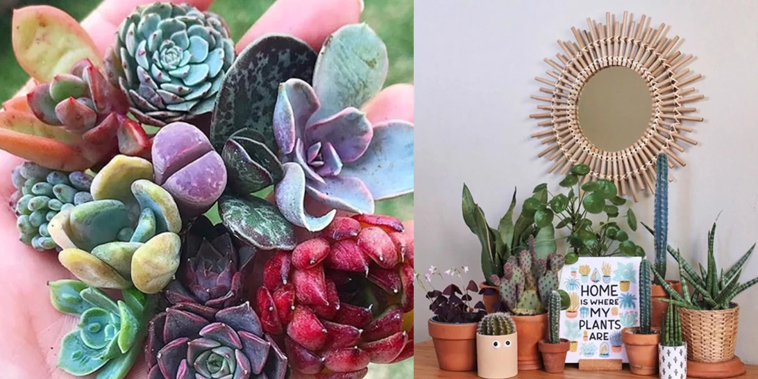 8 instagram λογαριασμοί για εσένα που λατρεύεις τα φυτά!