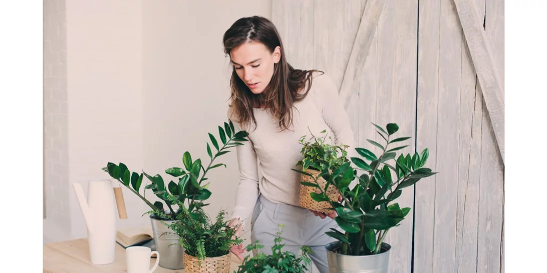 Αυτά τα φυτά εσωτερικού χώρου θα ανανεώσουν αμέσως το σπίτι σου