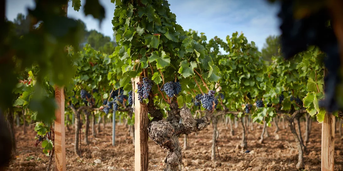 Chateau Miraval Rose: Tο κρασί της Angelina Jolie και του Brad Pitt