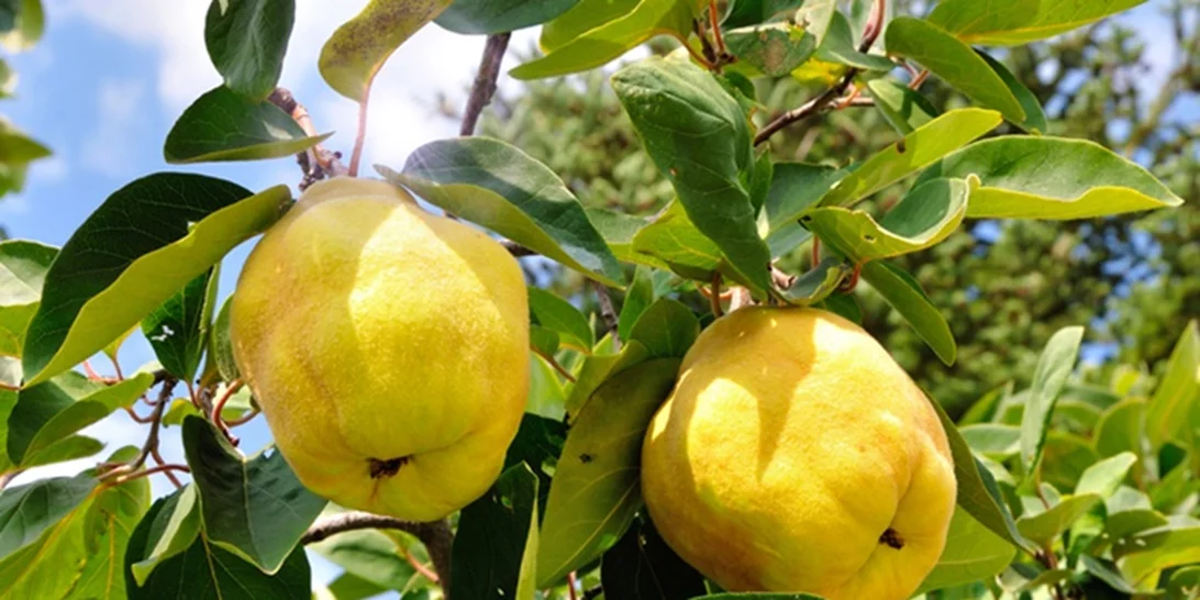 Εσύ ήξερες αυτά τα 10 πράγματα για τα κυδώνια;