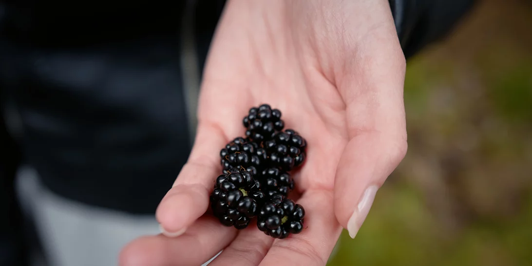 Φρούτα με χαμηλό γλυκαιμικό δείκτη: Ποια να προτιμήσεις;