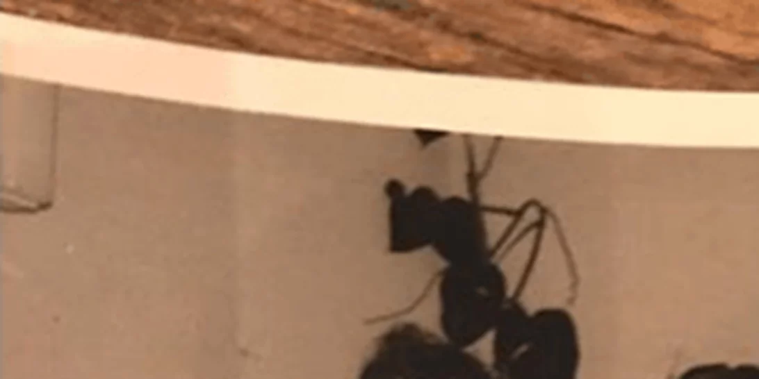 Εσύ αναγνωρίζεις το κοριτσάκι της φωτογραφίας;