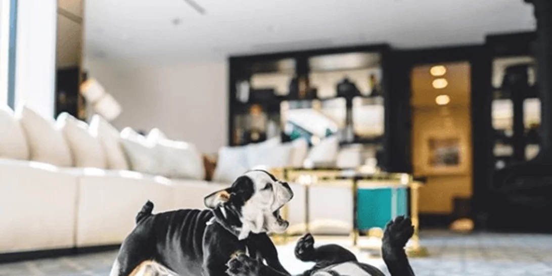 Αυτά είναι τα σκυλιά - μασκότ διάσημων ξενοδοχείων