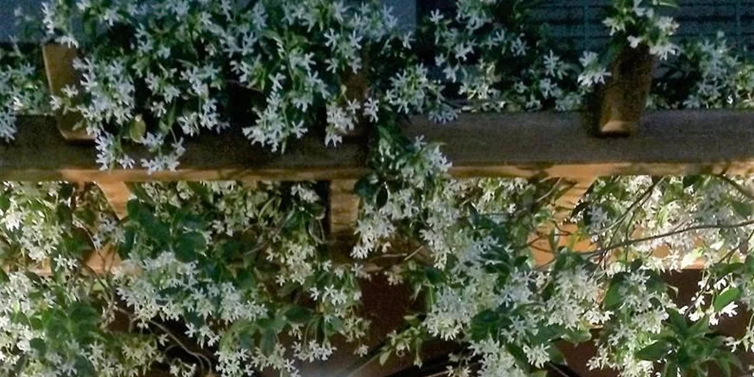 Το Menoo στην Κηφισιά είναι το μέρος που πρέπει να περάσεις την Καθαρά Δευτέρα