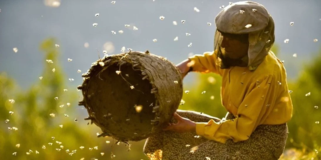 Ποιο είναι το Honeyland που είναι υποψήφιο σε δύο κατηγορίες για Όσκαρ