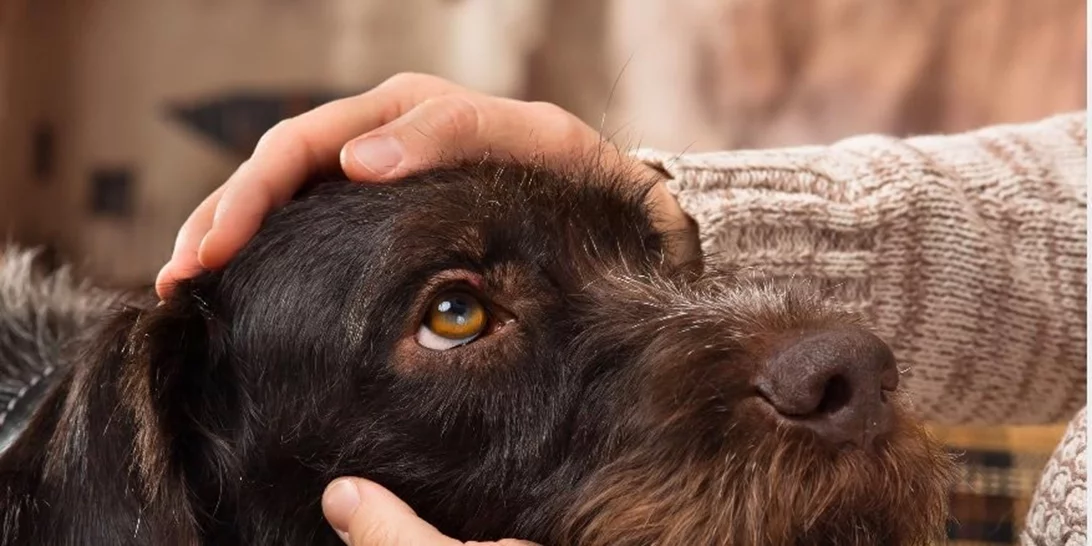 Μεσσηνία Χωρίς Αδέσποτα: «Όταν υιοθετείς ένα αδέσποτο αλλάζεις δύο ζωές: τη δική του και τη δική σου»