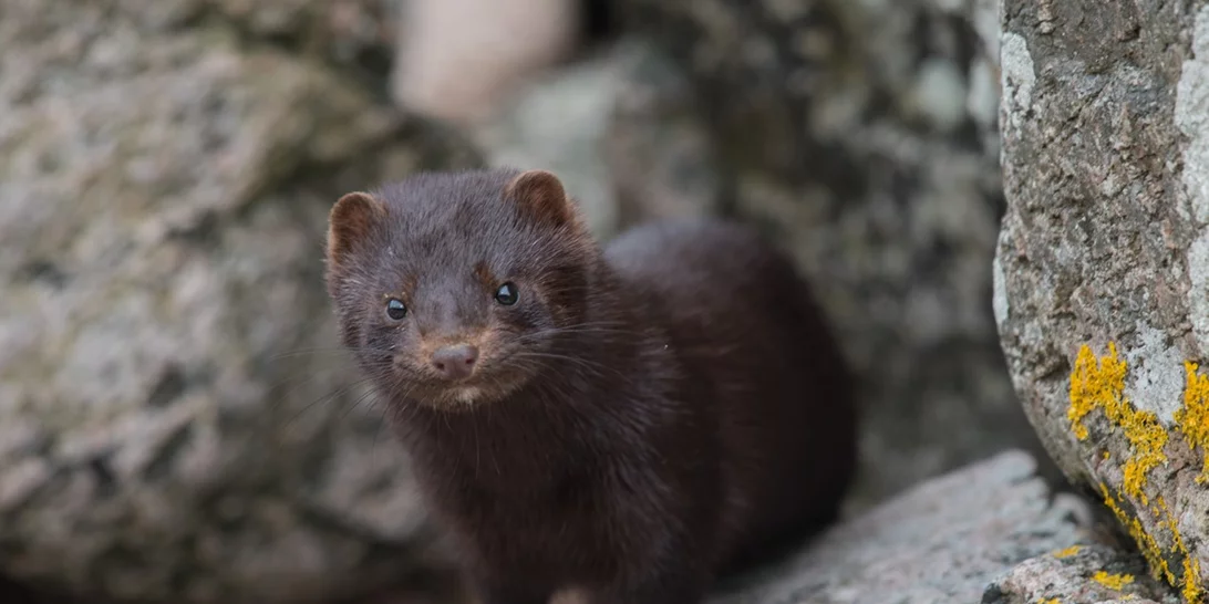 Δανία | Σφαγή εκατομμυρίων μινκ λόγω φόβου μετάλλαξης του Covid-19