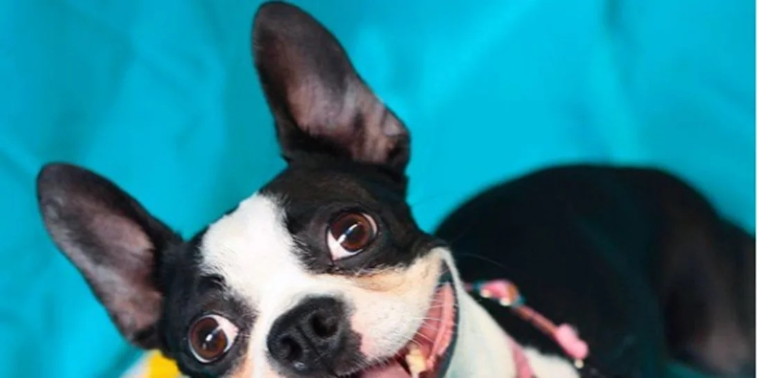 Η απίστευτη ανακάλυψη για τους σκύλους που μας... κλόνησε!