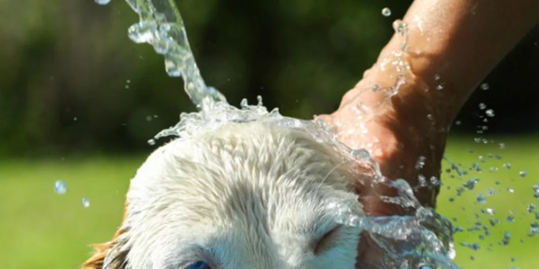 Θερμοπληξία σκύλου και γάτας: Τα συμπτώματα και τι να ξέρεις για το κατοικίδιό σου