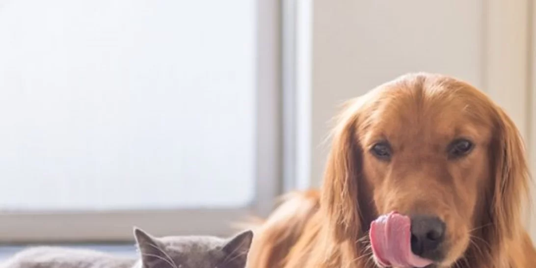 Πόσο πρέπει να ταΐζω το σκύλο μου ή τη γάτα;