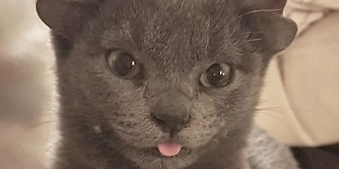 Γατούλα με τέσσερα αυτιά προκαλεί ενθουσιασμό στο διαδίκτυο