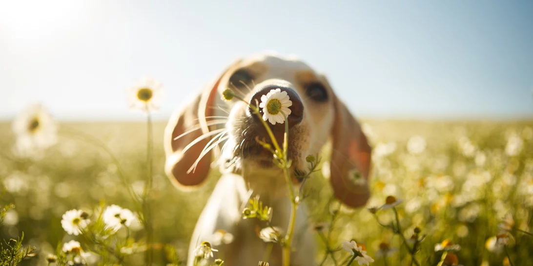Καιρός: Πτώση θερμοκρασίας και τοπικές βροχές σήμερα - Πώς θα είναι το τριήμερο της Πρωτομαγιάς
