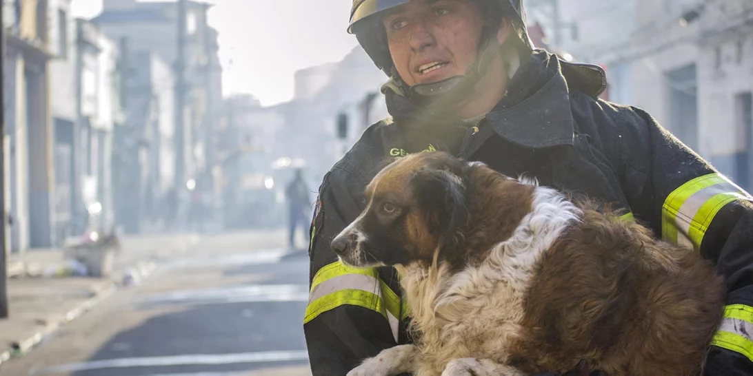 Αγώνας για να σωθούν τα πυρόπληκτα ζώα - 148 έφτασαν στο Γαλάτσι από Κερατέα, Καλύβια, Λαγονήσι