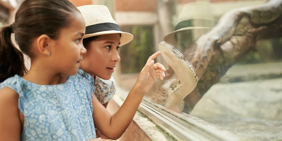 Βόλος | Οχιά δάγκωσε τέσσερις φορές 4χρονη - Θετικές οι εξελίξεις για την υγεία της