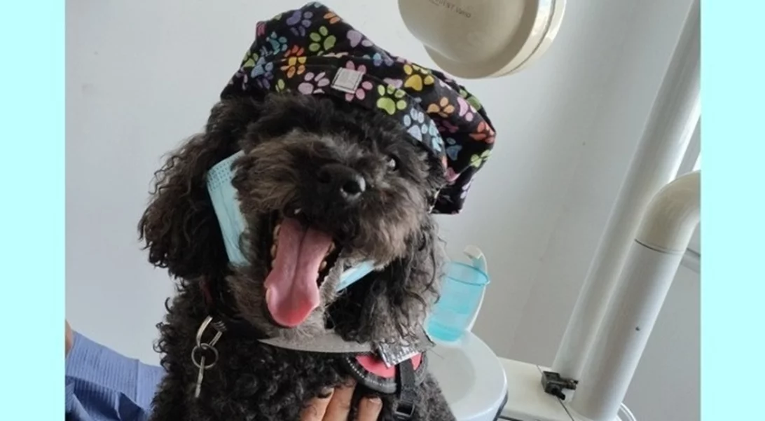 Από τον δρόμο, βοηθός σε οδοντιατρείο – Η τετράποδη Άριελ που διώχνει το άγχος για τον τροχό και τη σύριγγα