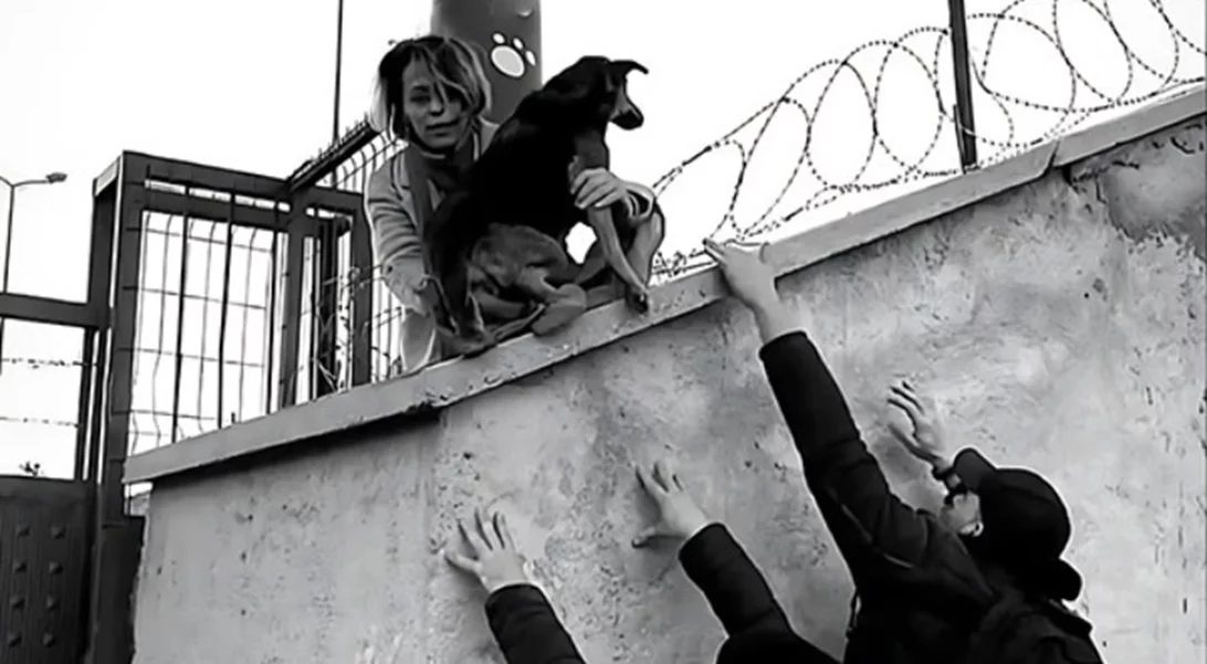 ΕΜΣΤ | Δύο βραδιές προβολών και μια ομιλία στο πλαίσιο της έκθεσης Why Look at Animals? – Δικαιοσύνη για τη μη ανθρώπινη ζωή