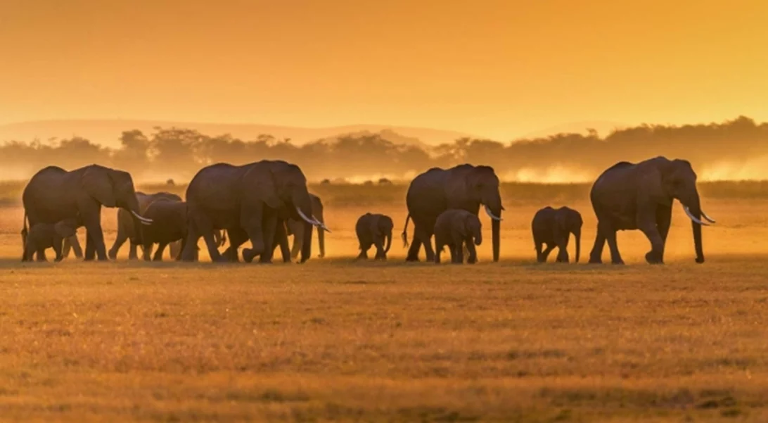Από ό,τι φαίνεται, καταφέραμε να κάνουμε και τους ελέφαντες είδος υπό εξαφάνιση