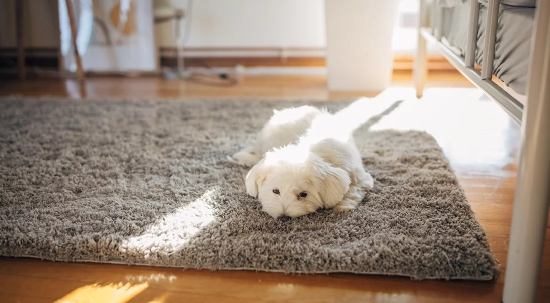 Αν έχεις κατοικίδιο, αυτή η σκούπα πρέπει να μπει στη wishlist σου!
