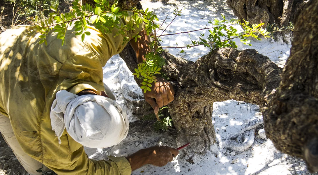 Οδοιπορικό στη Χίο | Το πιο νόστιμο γλυκό τριαντάφυλλο, τα παραμυθένια χωριά και τα ζεστά χαμόγελα των ντόπιων