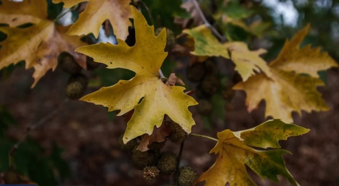 Καιρός | Φθινοπωρινό σκηνικό με συννεφιά τοπικές βροχές - Πού θα φτάσει η θερμοκρασία στην Αττική