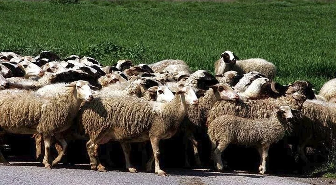 Πάνω από 350 εκατ. ευρώ οι ζημιές από την ευλογιά των προβάτων σε 14 μήνες