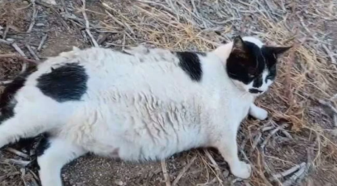 Chonkus Maximus | Ο διάσημος γάτος της Κρήτης έχει αποκτήσει status Pokémon