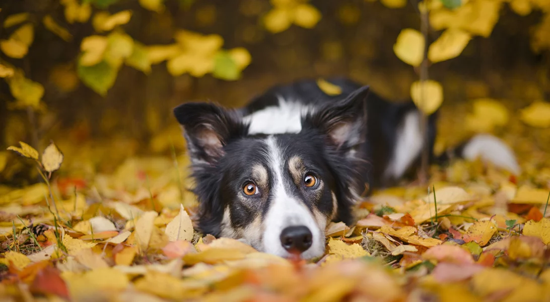 Τα ζώδια σήμερα 13/11 | Ημερήσιες προβλέψεις για κάθε ζώδιo