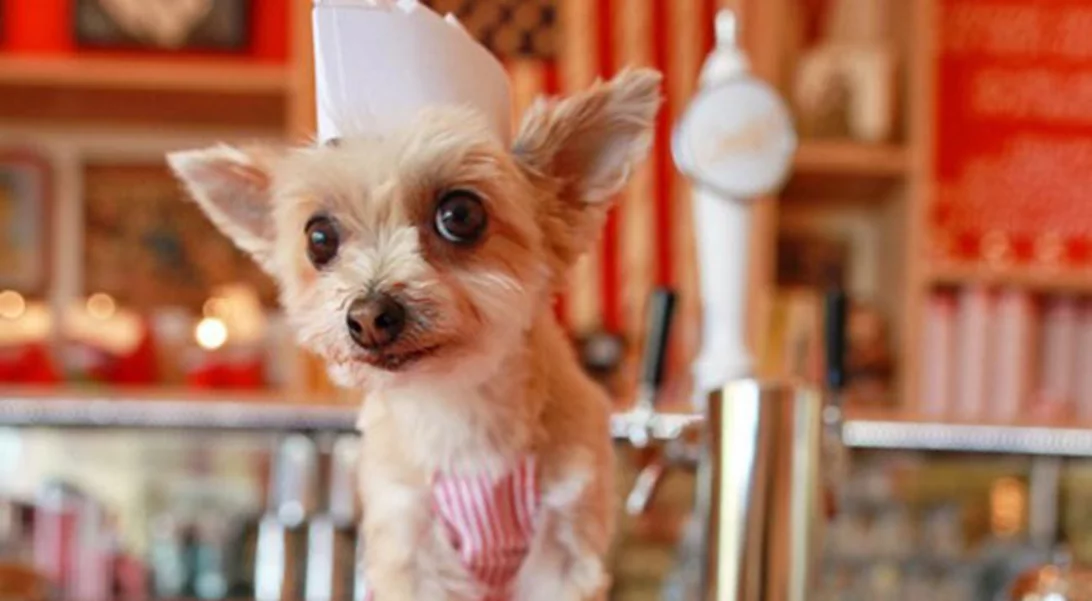 Σε αυτό το super market ψωνίζεις μαζί με τον σκύλο σου