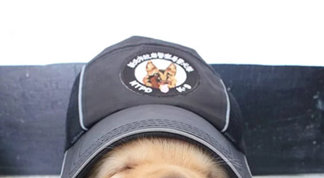 Τα νέα μέλης της αστυνομίας της Ταϊβάν είναι κουτάβια και έχουν τρελάνει το ίντερνετ