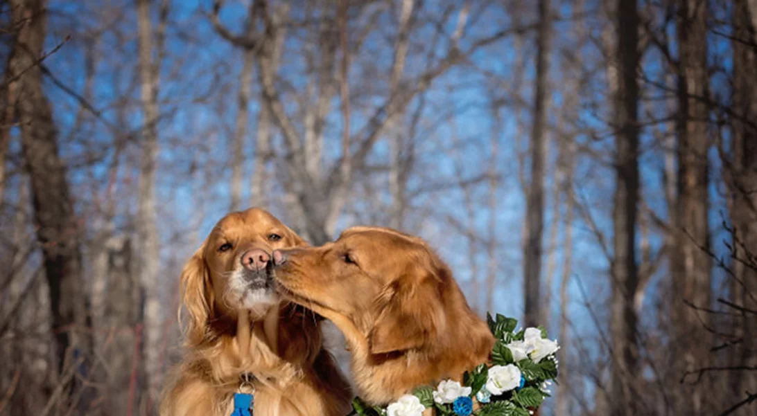 Η φωτογράφηση της εγκύου σκυλίτσας που θα σε συγκινήσει