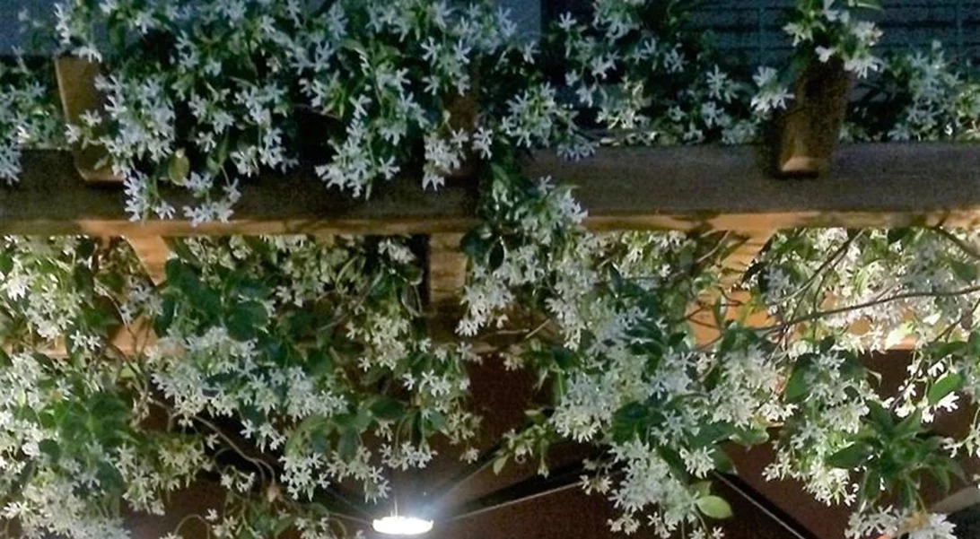 Το Menoo στην Κηφισιά είναι το μέρος που πρέπει να περάσεις την Καθαρά Δευτέρα