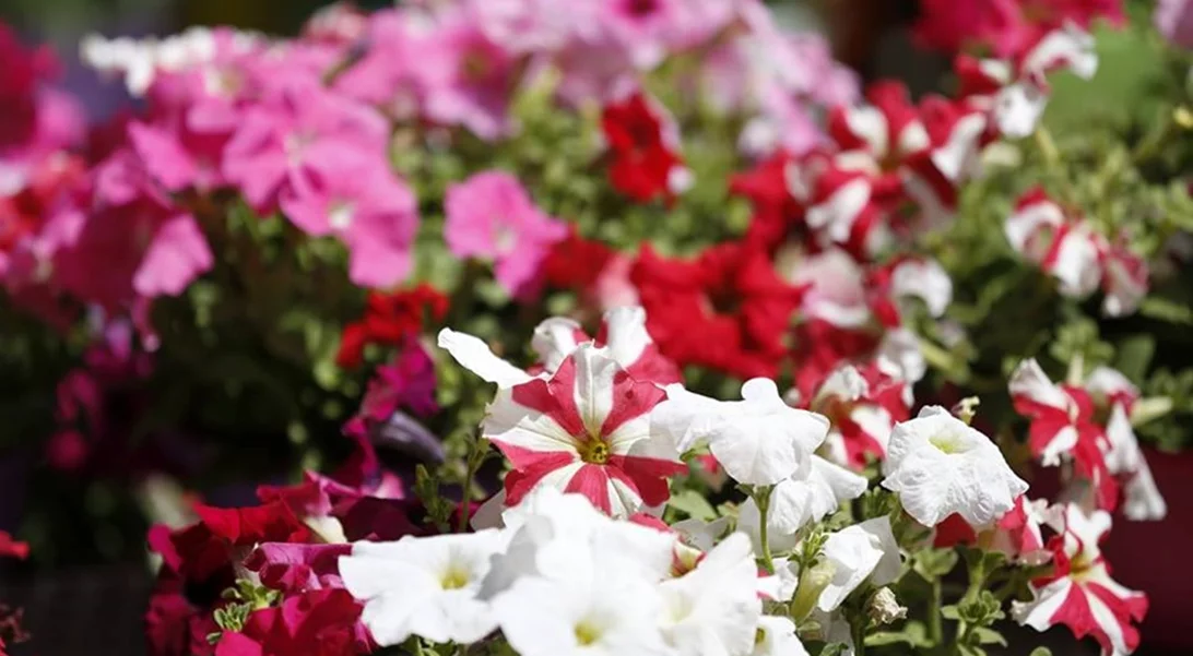 Σου αρέσουν τα λουλούδια; Τότε αυτό το event είναι για σένα