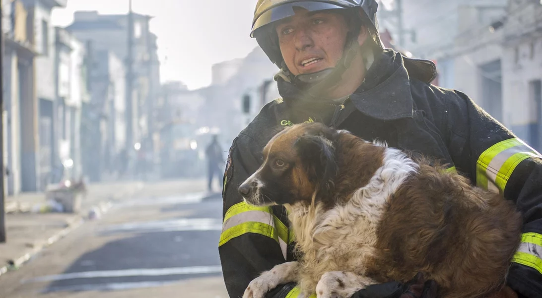 Αγώνας για να σωθούν τα πυρόπληκτα ζώα - 148 έφτασαν στο Γαλάτσι από Κερατέα, Καλύβια, Λαγονήσι