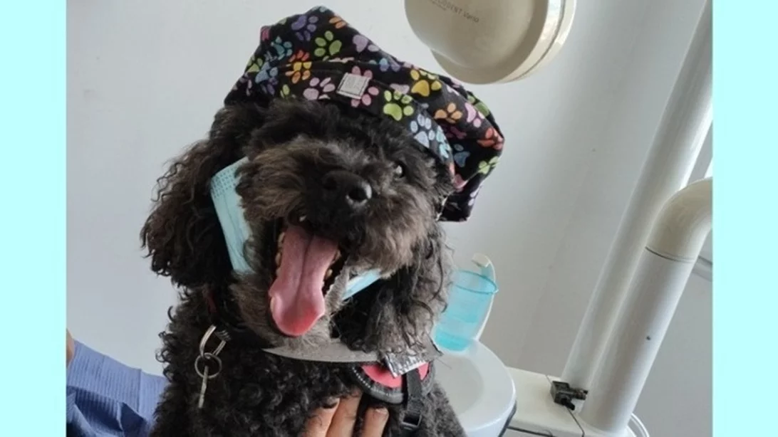 Από τον δρόμο, βοηθός σε οδοντιατρείο – Η τετράποδη Άριελ που διώχνει το άγχος για τον τροχό και τη σύριγγα