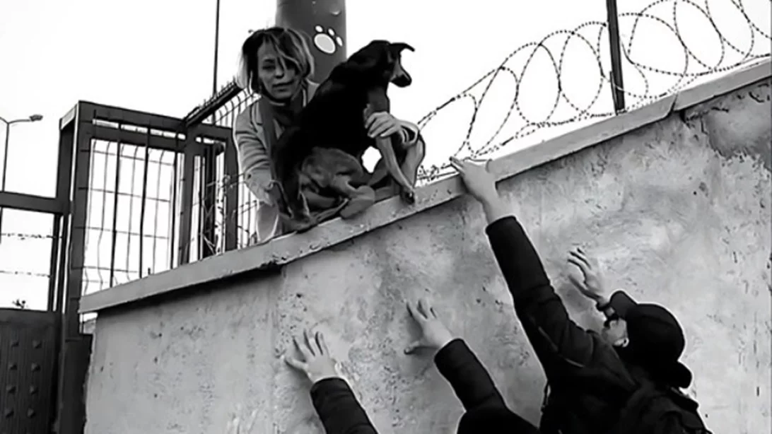 ΕΜΣΤ | Δύο βραδιές προβολών και μια ομιλία στο πλαίσιο της έκθεσης Why Look at Animals? – Δικαιοσύνη για τη μη ανθρώπινη ζωή