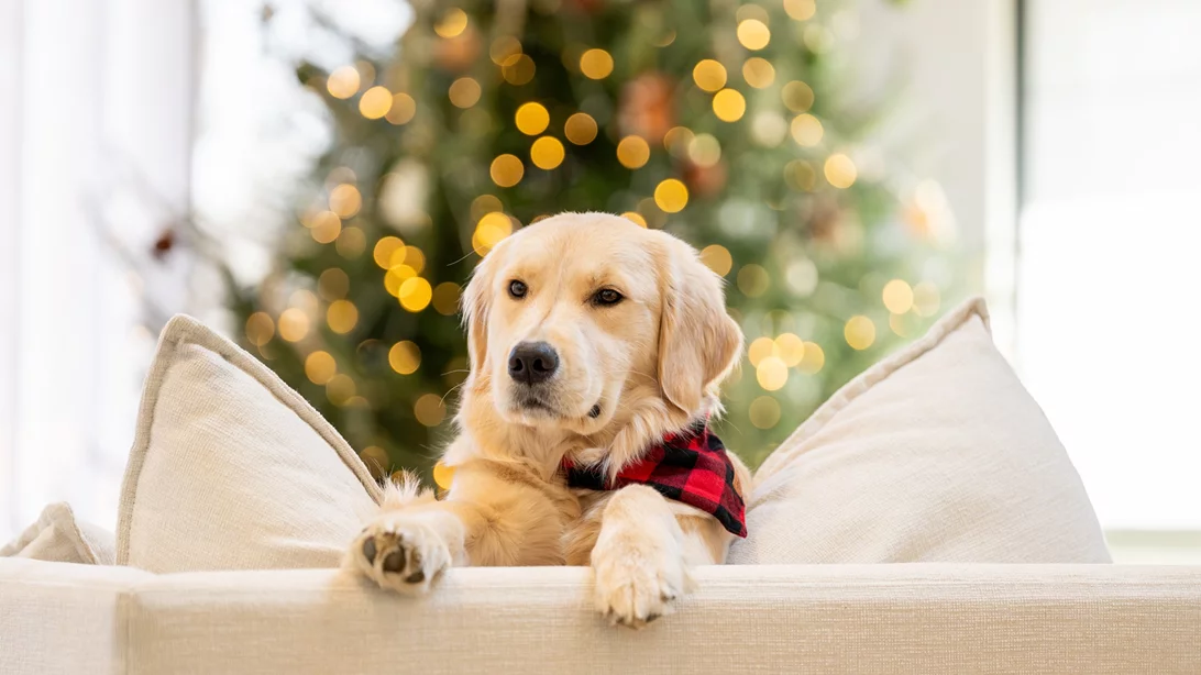 Αθόρυβα Πυροτεχνήματα | Η νέα πρωτοβουλία της Ειδικής Γραμματείας για την Προστασία των Ζώων Συντροφιάς