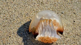 Τσιμπήματα στις διακοπές: Πώς να τα αντιμετωπίσεις