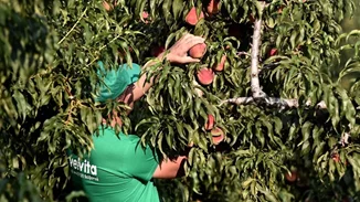 Δύο λέξεις που θα σε κάνουν να τρως (και συ) ροδάκινα κάθε μέρα