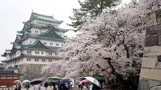 Τουρίστες στις ανθισμένες κερασιές στο Κιότο με τον φακό του Μάρτιν Παρ