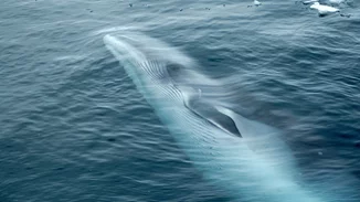 Θλίψη | Νεκρή η νεαρή φάλαινα του Αλίμου - Την εντόπισε το Λιμενικό στη Σαλαμίνα