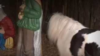 Φάτνες με ζωντανά ζώα, μία ακόμα αχρείαστη παγκόσμια πρωτοτυπία από το Δήμο Βόλου