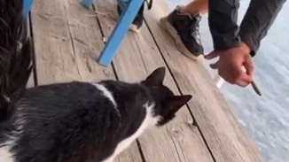 Δικηγόρος 30χρονου στην Αιδηψό | Το γατάκι προσγειώθηκε σε άμμο από πτώση 30 εκατοστών - Χαίρει άκρας υγείας