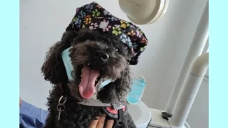 Από τον δρόμο, βοηθός σε οδοντιατρείο – Η τετράποδη Άριελ που διώχνει το άγχος για τον τροχό και τη σύριγγα