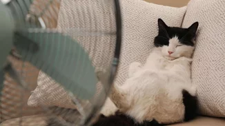 Πώς θα κρατήσεις τη γάτα σου δροσερή στον καύσωνα