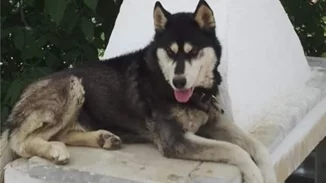 Χάσκι στην Αράχωβα | Το κύμα οργής για τον βασανισμό του ζώου είναι μία ελπίδα ότι κάτι μπορεί να αλλάξει