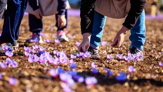 Κοζάνη: Ο "κόκκινος θησαυρός" της περιοχής - Αισιοδοξία από τη φετινή παραγωγή του κρόκου Κοζάνης