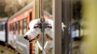 Τραγωδία στα Τέμπη | Σκύλος "φύλακας άγγελος" έσωσε φοιτητές που θα επέβαιναν στο δεύτερο βαγόνι.