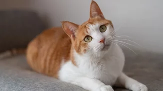 Σε πακέτο της Amazon βρέθηκε η γάτα που είχε χαθεί από το σπίτι της!