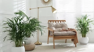 Τα 4 φυτά εσωτερικού χώρου που θα μετατρέψουν το σπίτι σου σε "όαση" δροσιάς το καλοκαίρι