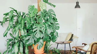 Πώς να κάνεις το σαλόνι σου να δείχνει μεγαλύτερο | 5 tips που πρέπει να ακολουθήσεις